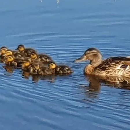 Nyaraló Buitenplaats 109 Comfortable *